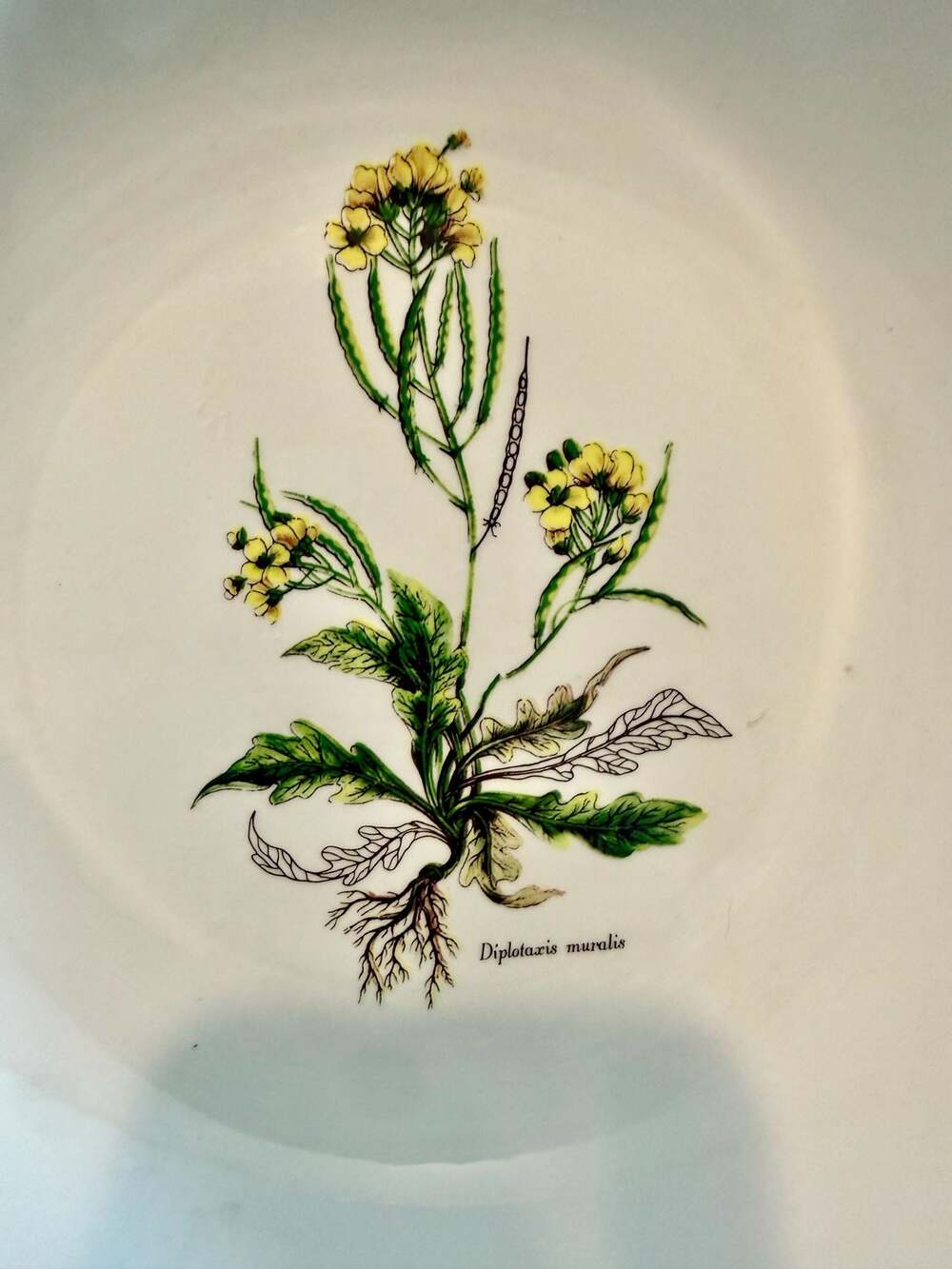 Set of 4 Large Primula Italian Botanical Soup Bowls - Picture 9 of 13